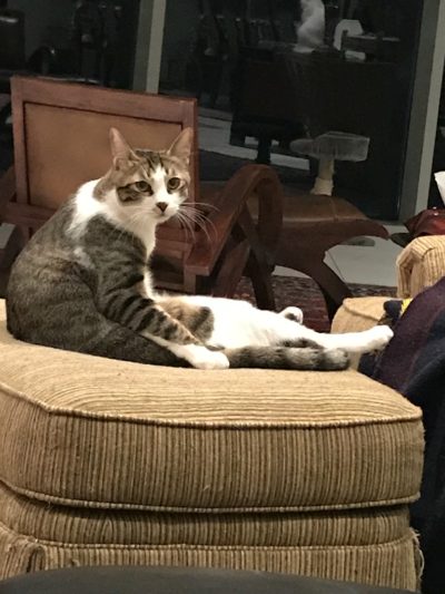 a cat with poor posture
