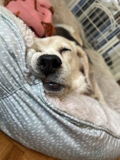 sweet dog sleeping